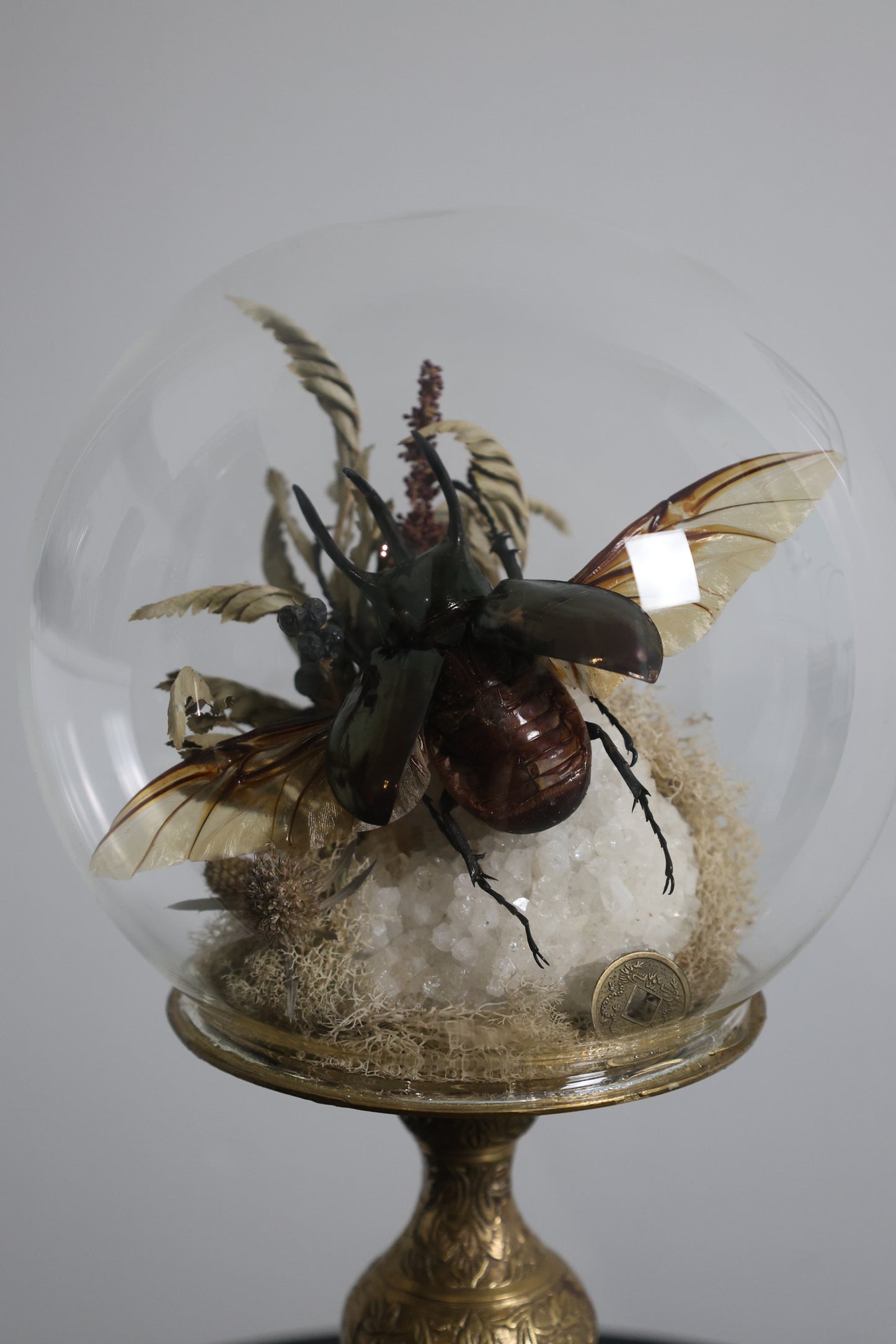Beetle Dome