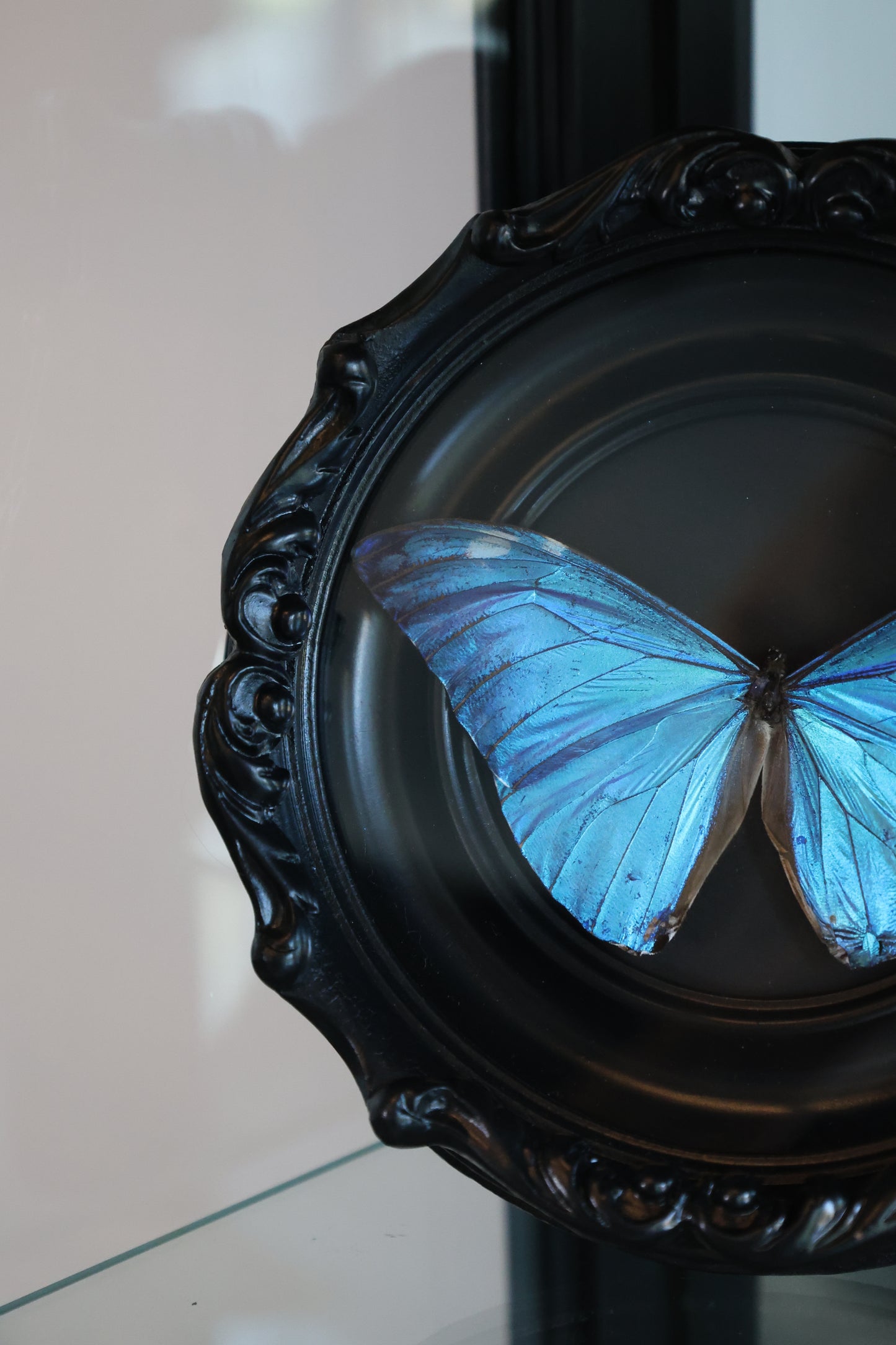 Blue Morpho Black Frame