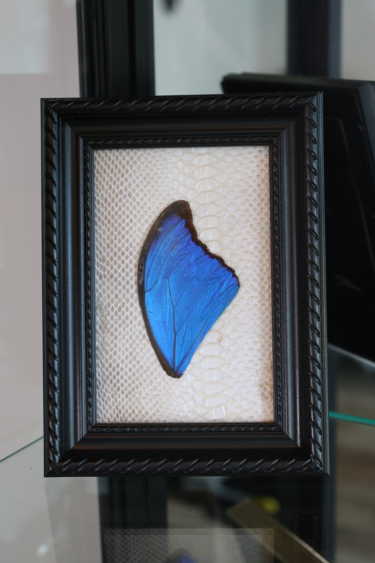 Morpho Wing in Snake Shed