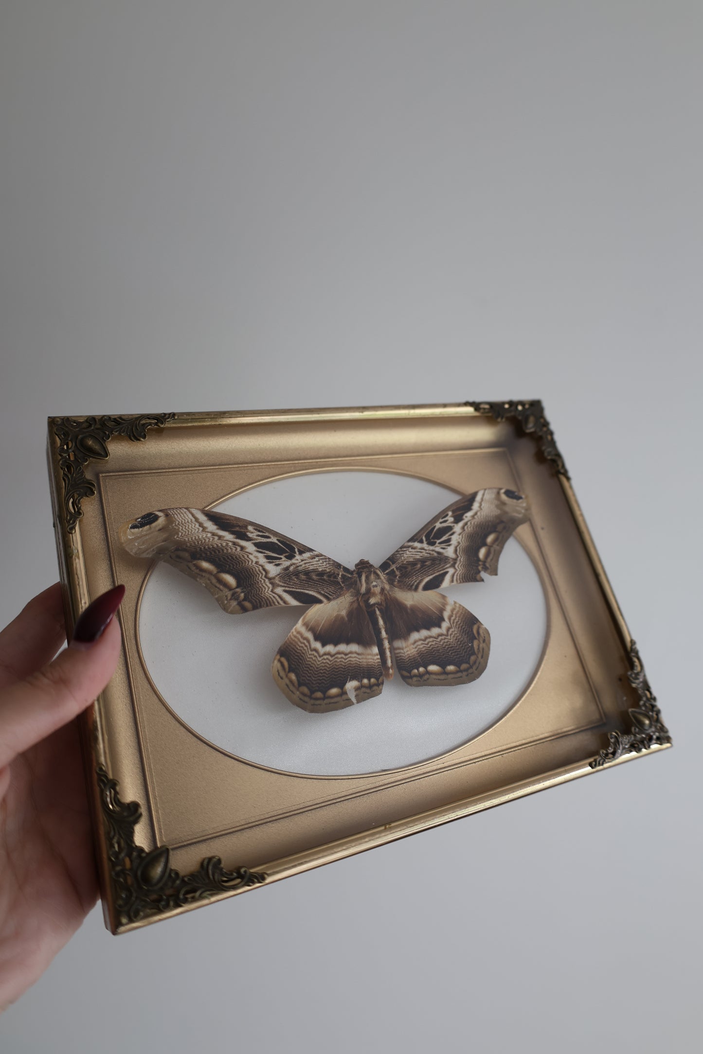 Moth in Gold Frame