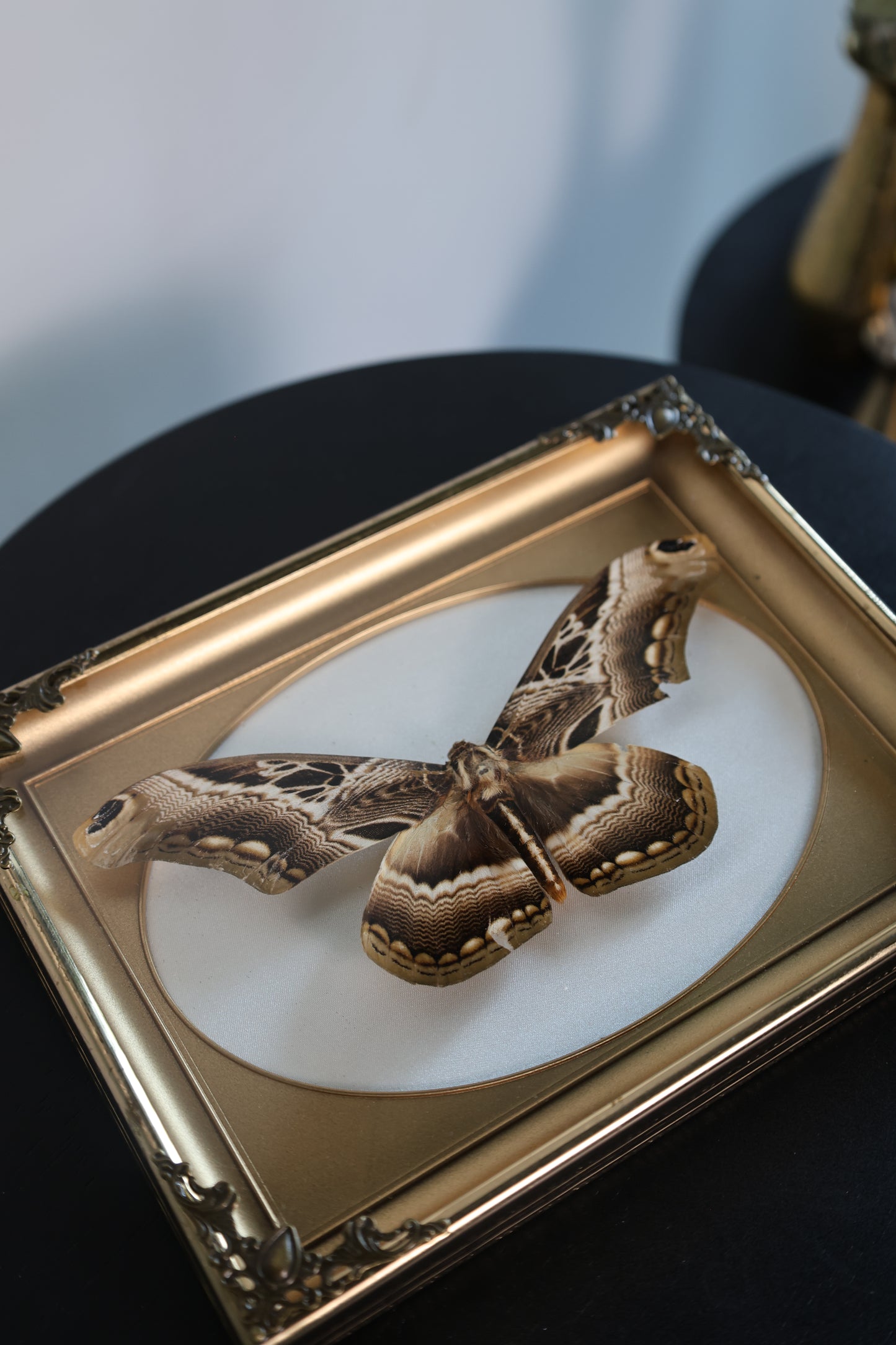 Moth in Gold Frame