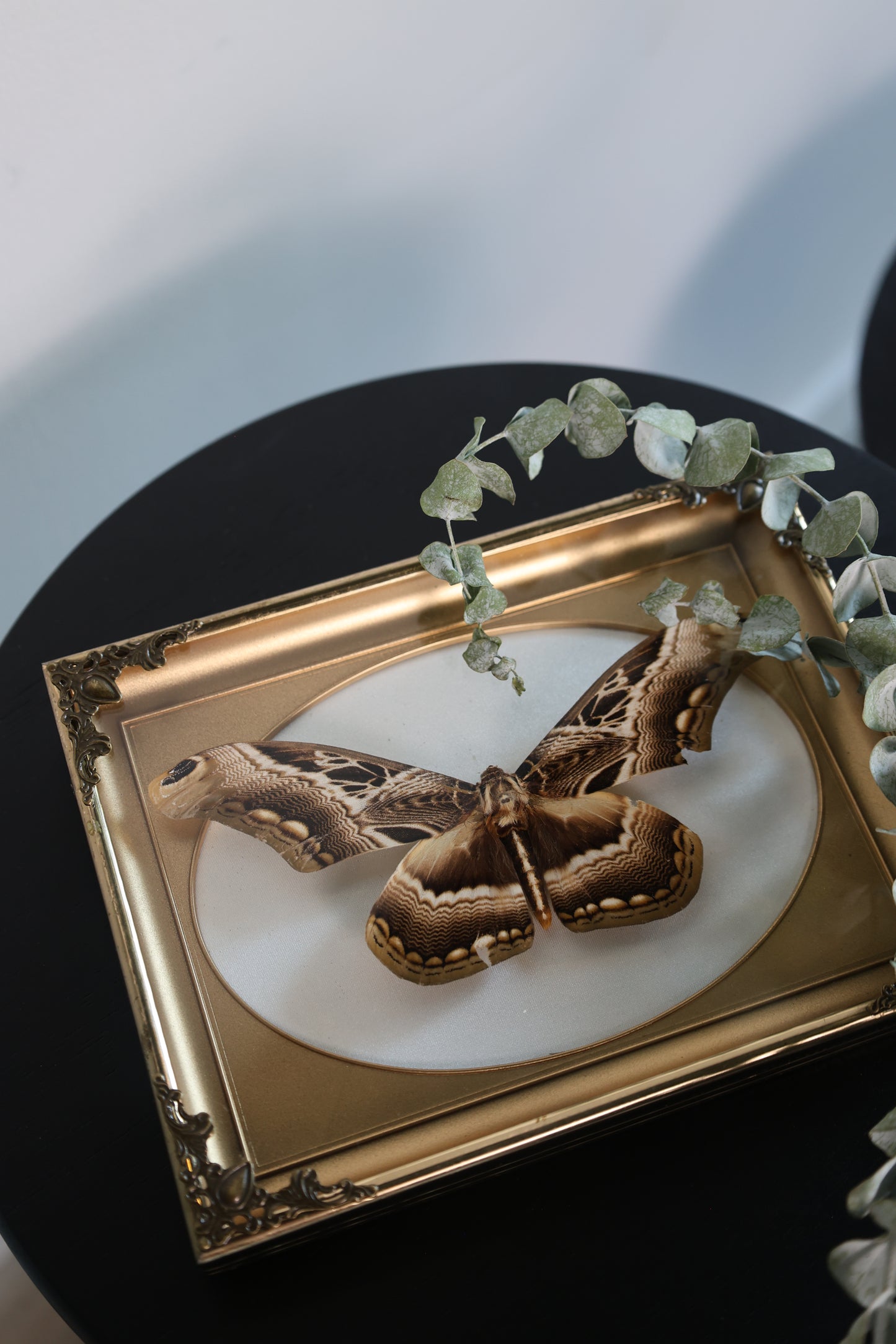 Moth in Gold Frame