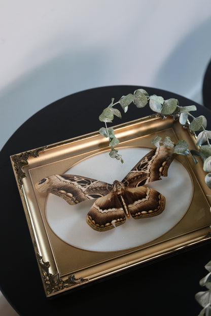 Moth in Gold Frame