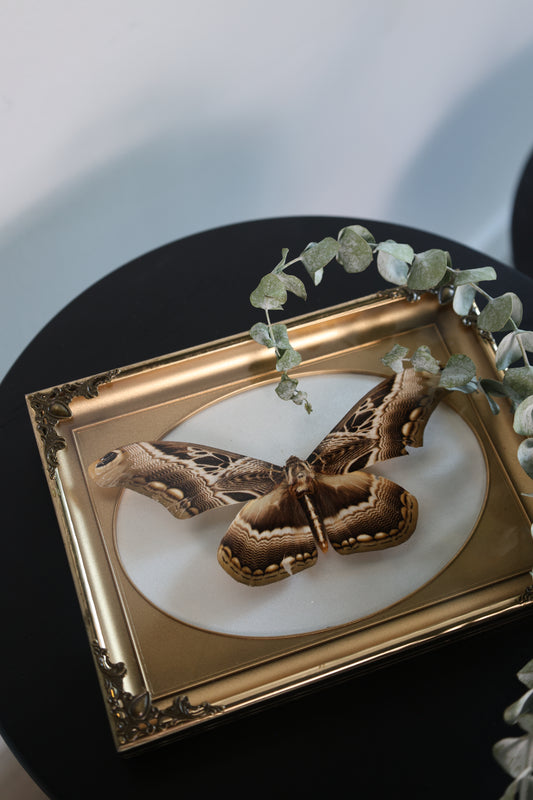 Moth in Gold Frame