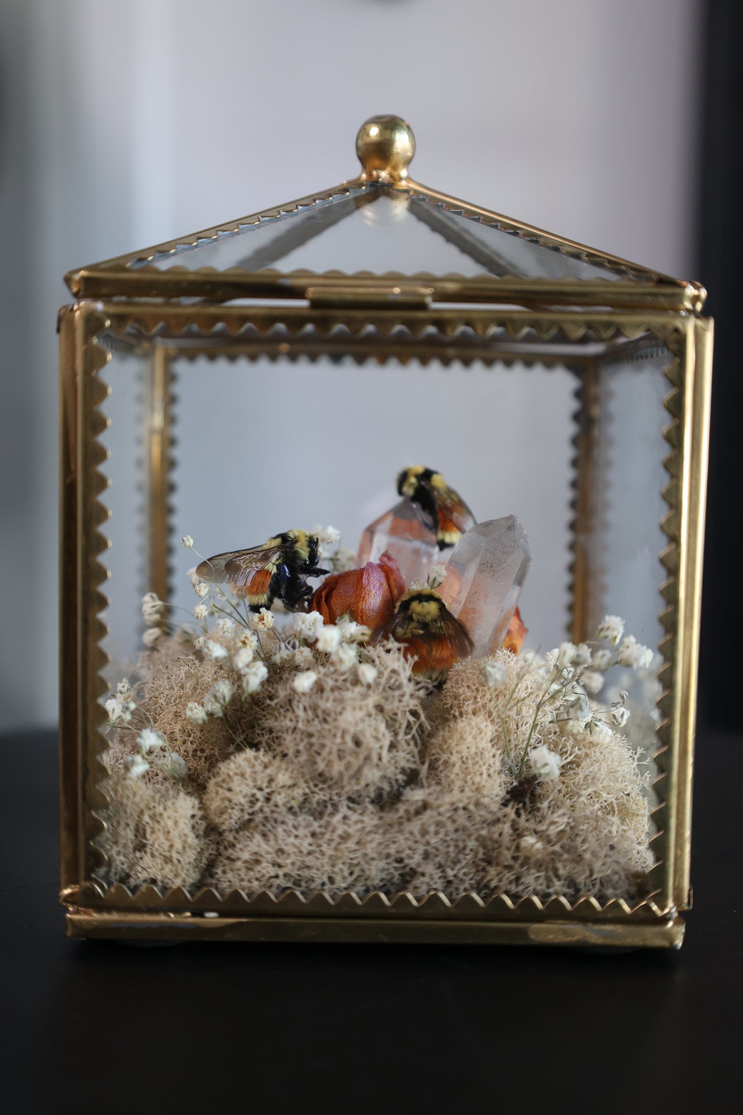 Honey Bee Small Terrarium