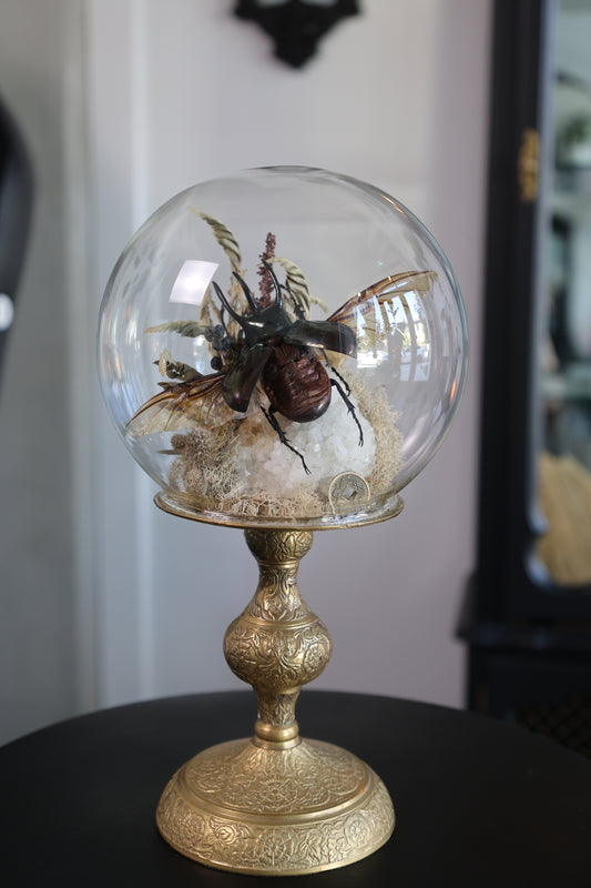 Beetle Dome