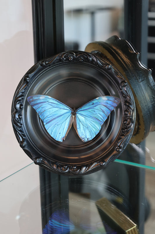 Blue Morpho Black Frame