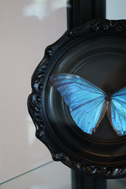 Blue Morpho Black Frame