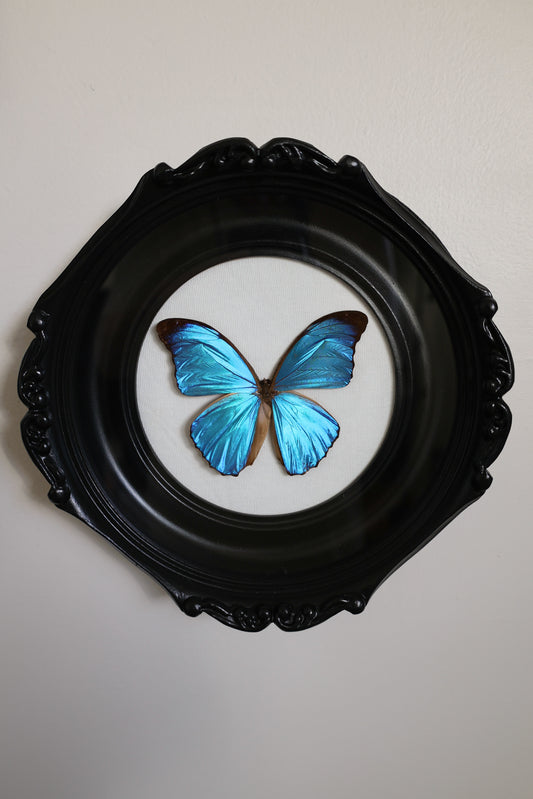 Round Morpho Frame