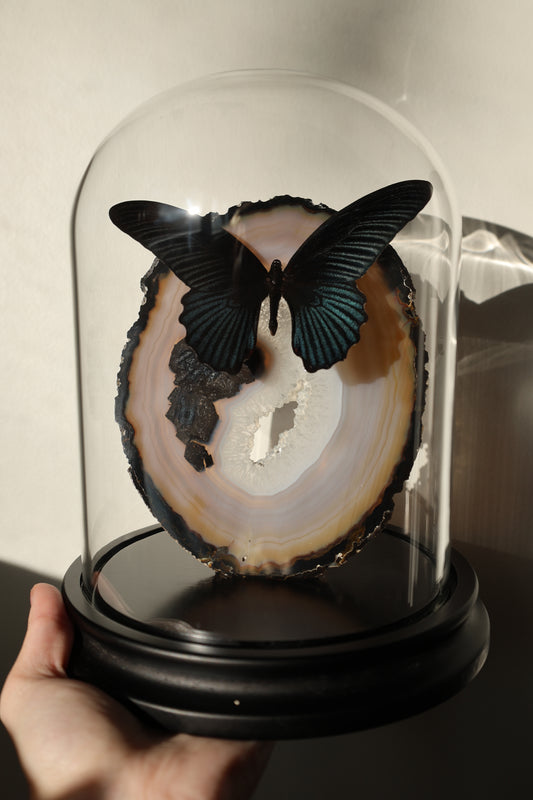 Giant Agate Black Butterfly Dome