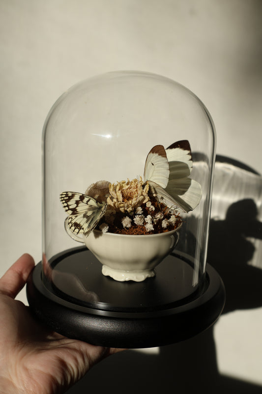 Small White Teacup Butterfly Dome