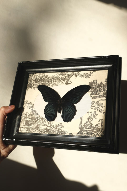 Vintage Print Butterfly Frame