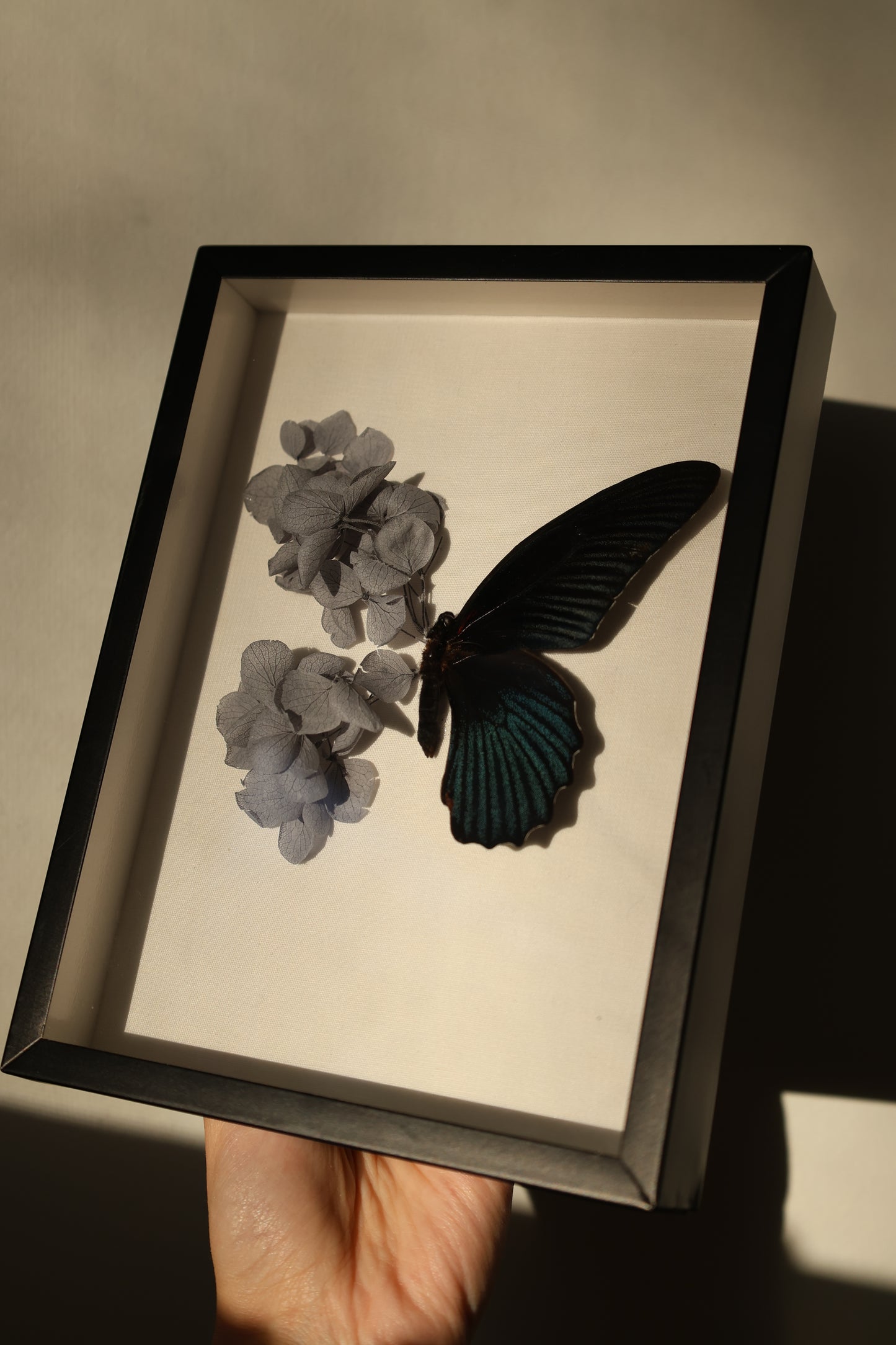 Blooming Black Butterfly Frame