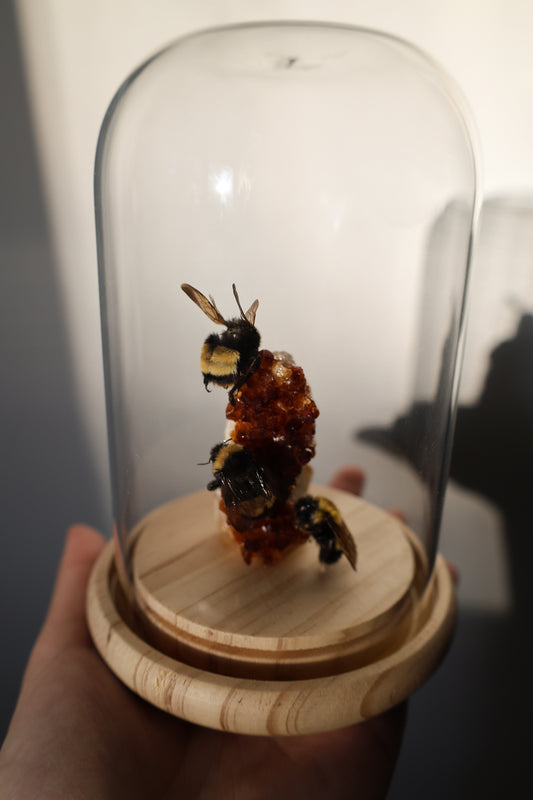 Bee "Honeycomb" Dome