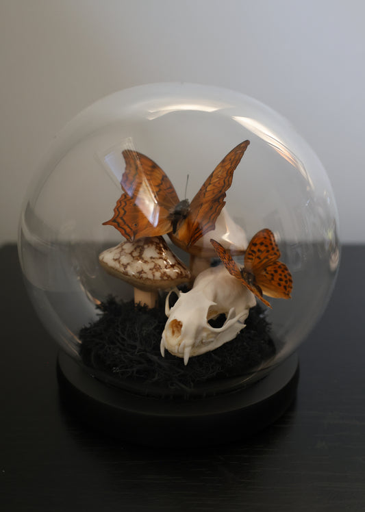 Mushroom Butterfly Dome